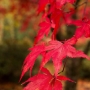 The color of autumn. Exposure: ISO 400, f/6.3, 1/40-sec.